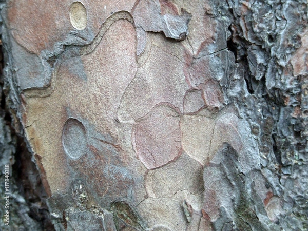 Obraz Tree bark