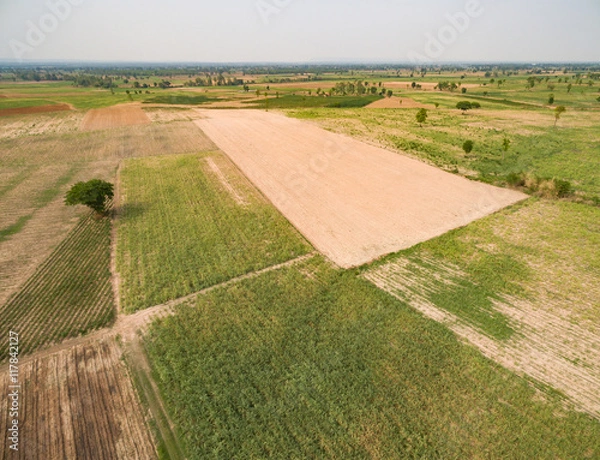 Fototapeta aerial view of sugar cane