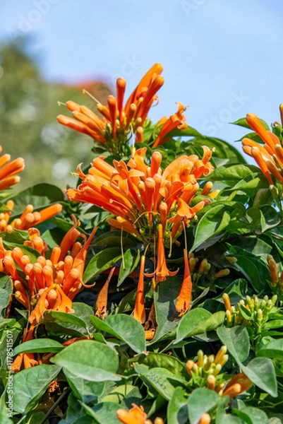 Obraz Close-up of Orange flame vine blossoms or Pyrostegia venusta.