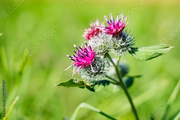 Obraz Arctium flowers in the field