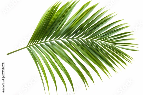 Fototapeta realistic Leaf illustration isolated on white background, version 3