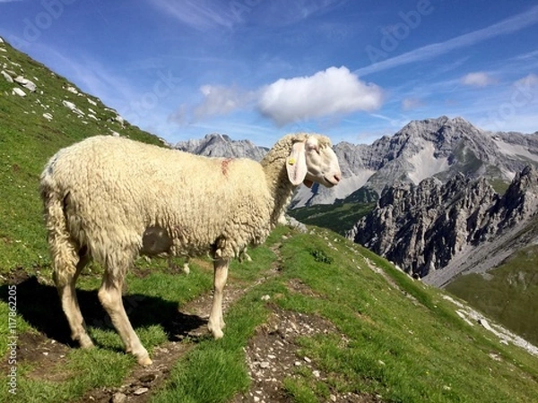 Obraz Schaf auf einem Wanderweg