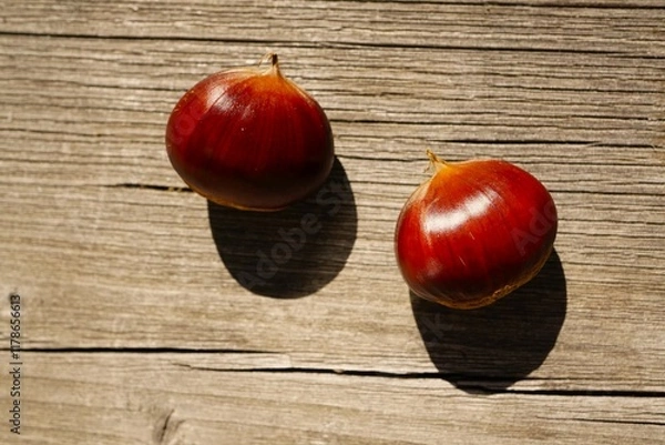 Obraz 栗拾いの栗　山栗