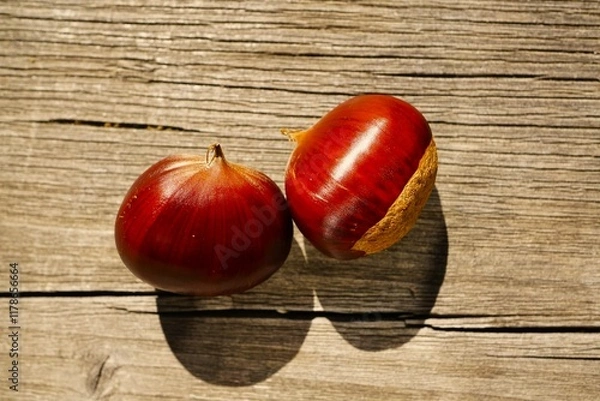 Obraz 栗拾いの栗　山栗