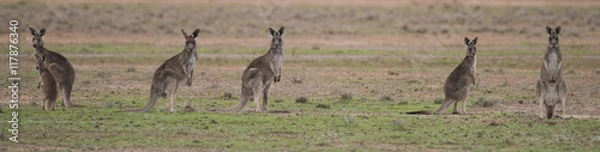 Obraz Gray Kangaroos w Outback Australia