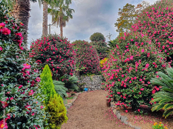 Obraz 동백나무가 우거진 수목원에서 붉은 동백꽃이 아름답게 피어 있는 풍경 제주 서귀포시 남원읍 위미리 제주동백수목원