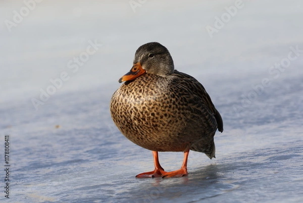 Obraz Circular Mallard