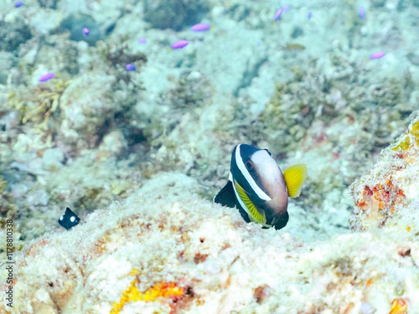 Fototapeta 高海水温が続いているのでサンゴの白化現象が起きている。
美しいイソギンチャク畑の可愛いクマノミ（クマノミ亜科）ペア、ミツボシクロスズメダイ（スズメダイ科）他の群れ。
英名学名：
Yellowtail clownfish (Amphiprion clarkii)
Threespot dascyllus (Dascyllus trimaculatus) 
静岡県伊豆半島賀茂郡南伊豆町中木ヒリゾ浜
