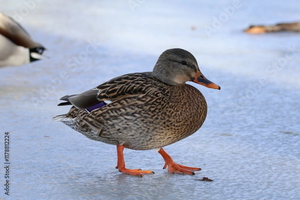Obraz Icy Mallard