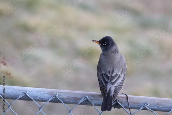 Obraz American Robin