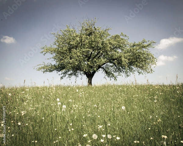Fototapeta lonely tree (252) apple tree