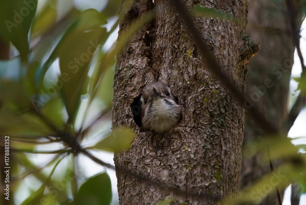 Fototapeta 木の巣穴から顔を出すかわいいもふもふのコゲラ