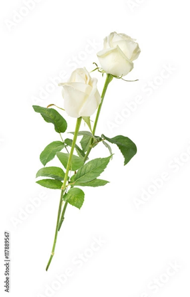 Obraz White roses on a white background