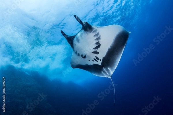Obraz Manta Ray