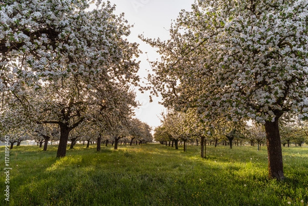Fototapeta Row of blooming apple trees on a meadow orchard in morning light, Egnach, Canton of Thurgau, Switzerland