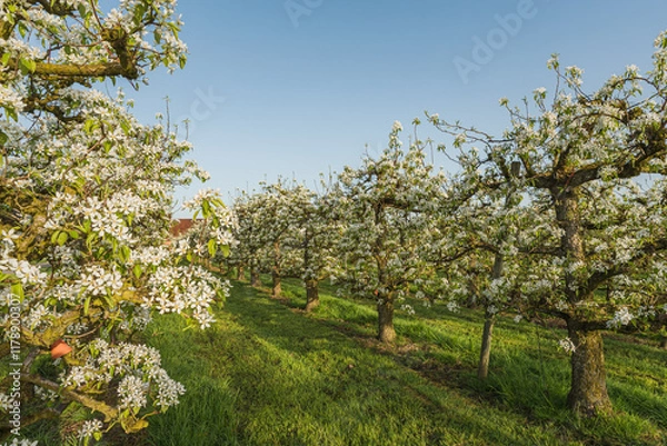 Fototapeta Orchard with blooming pear trees in row, Egnach, Canton of Thurgau, Switzerland