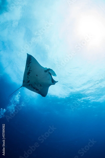 Obraz Manta Ray