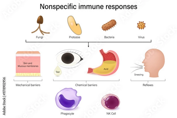 Fototapeta Nonspecific immune responses diagram. First line of defense and second line of defense. Immune system of human.