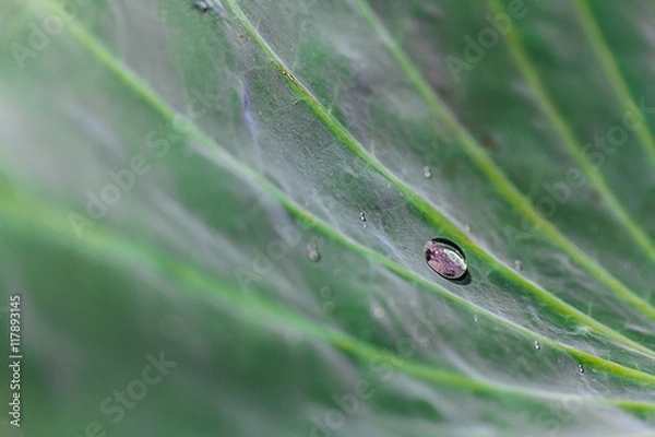 Obraz Water drop on big Lotus leaf