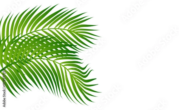 Fototapeta Green Leaf background