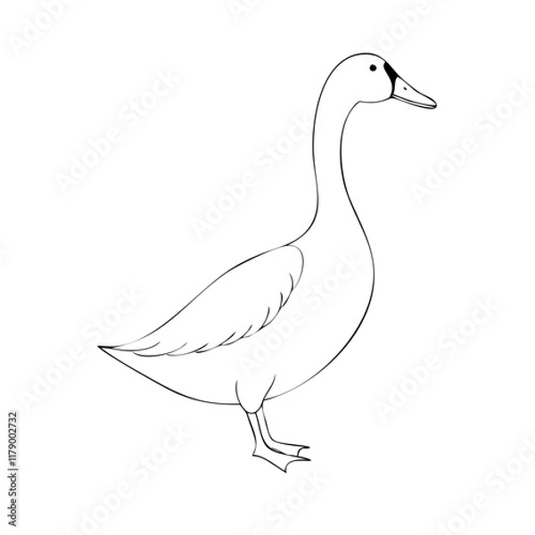 Obraz white duck isolated on white