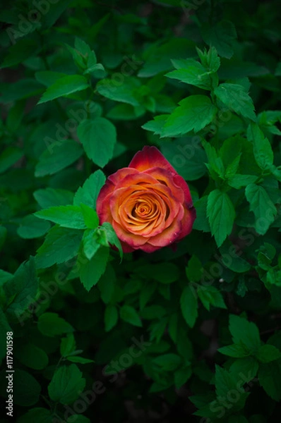 Obraz Lone Rose. Одинокая роза. Контрасты.