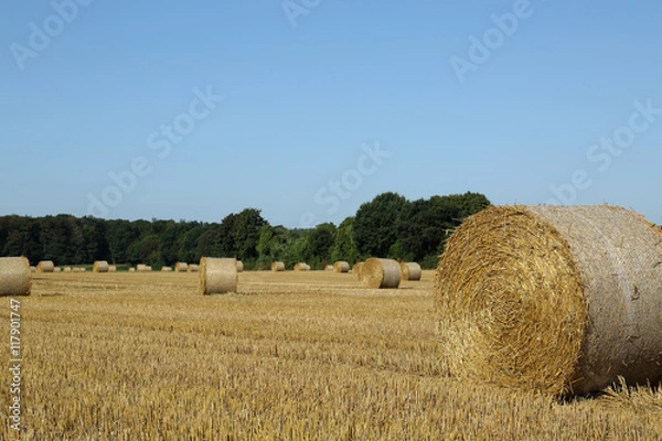 Obraz Hay bales on a field