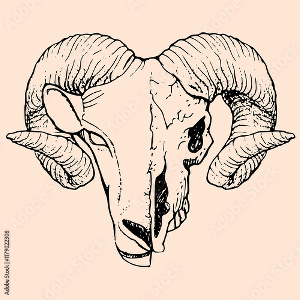 Obraz Aries skull