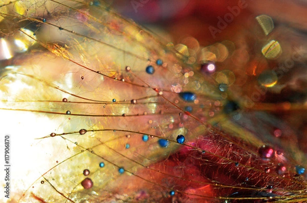 Fototapeta Colorful drops