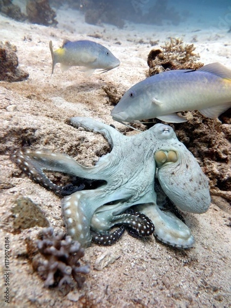Fototapeta Octopus with fish from red sea
