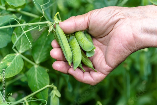 Obraz Woman picking pea. Close-up of hands picking green peas from a plant. Gardening and organic farming concept.