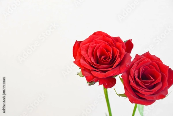 Fototapeta 赤い薔薇