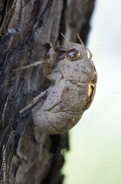 Fototapeta セミの抜け殻