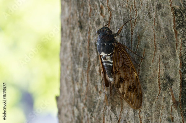 Fototapeta アブラゼミ