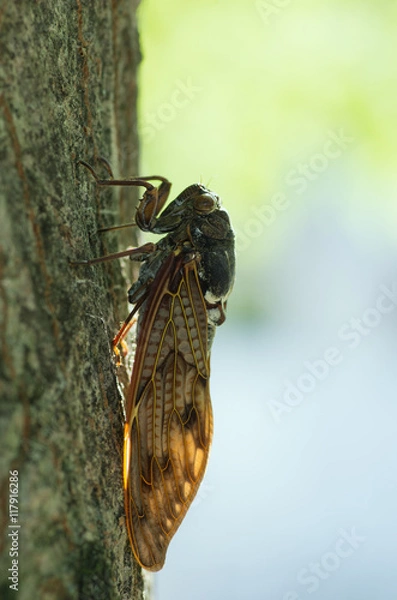 Fototapeta アブラゼミ