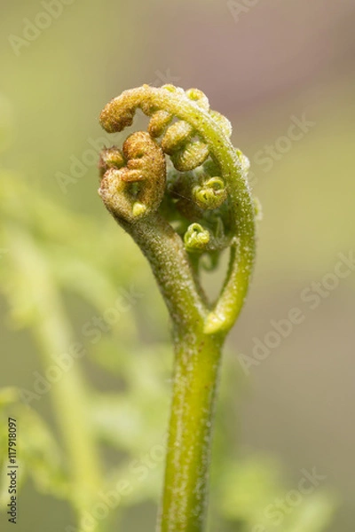 Fototapeta Young Fern before uncurling.