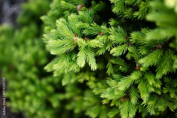 Obraz fresh conifer tree sprouts in spring