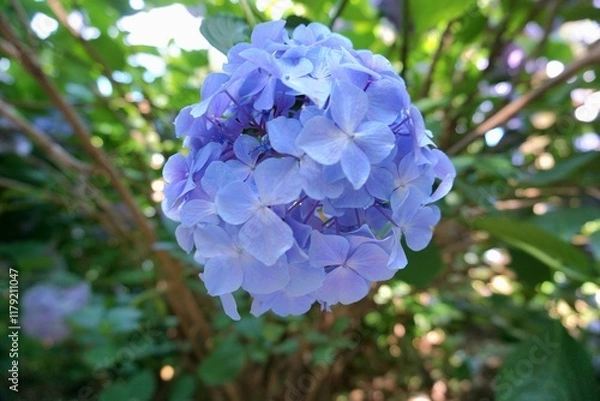 Obraz blue and purple