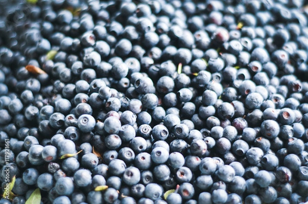 Fototapeta черника