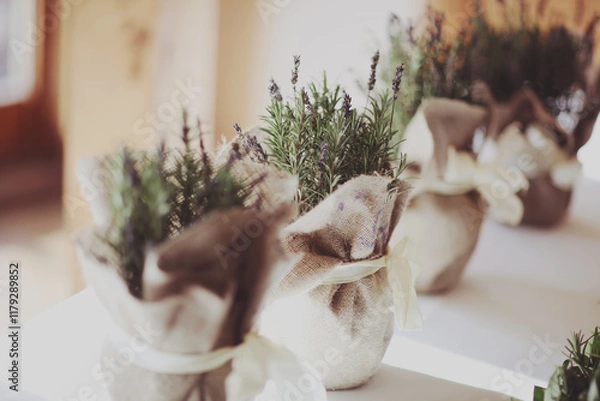 Obraz Lavender growing in pretty little rustic home made pots made of sack cloth arranged on a shelf