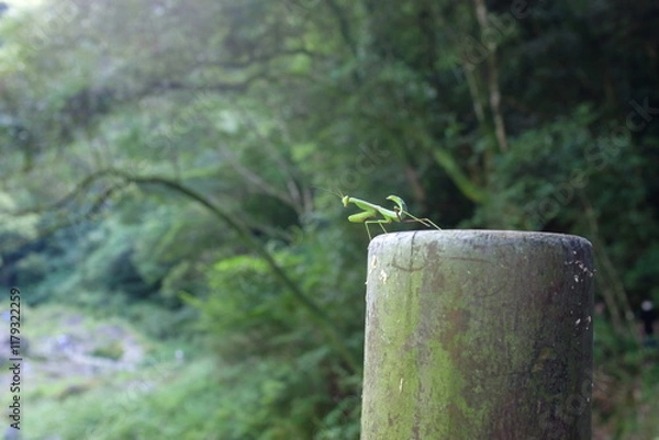 Fototapeta mantis on a post in forest