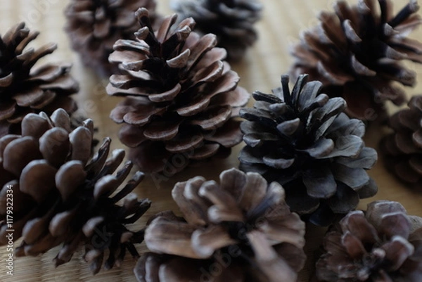Fototapeta pine cones
