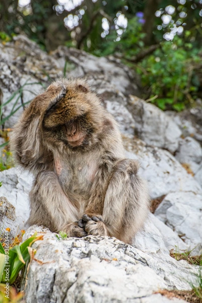 Fototapeta A young Barbary macaque (a.k.a Barbary ape or rock ape) in Gibraltar, sits on a rock with his right hand resting on his head.  The macaque looks deep in thought.