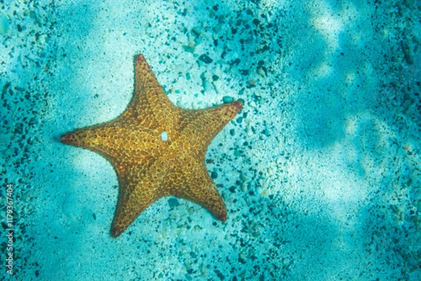 Obraz starfish in the shallows