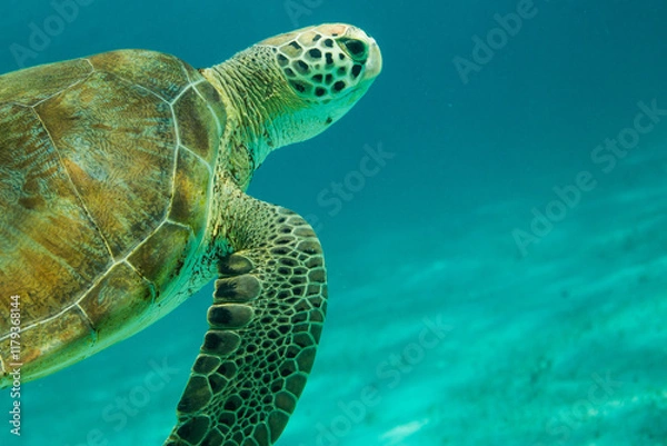 Obraz swimming beside the turtle