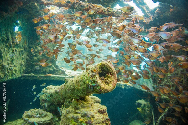 Obraz underwater canon