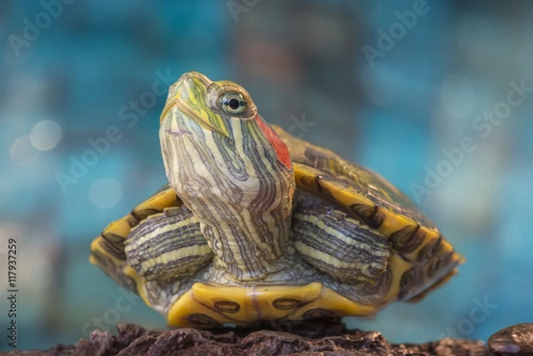 Obraz Сlose-up of a Little red-eared turtle on a rock.