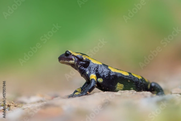 Fototapeta fire salamander
