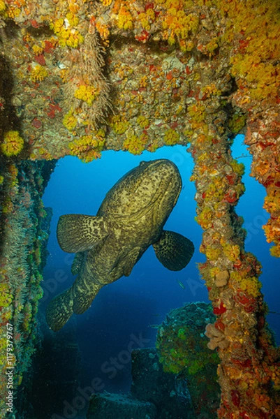 Obraz Goliath grouper garage 