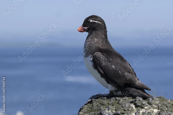 Obraz parakeet auklet sitting on a rock near the colony sunny summer d